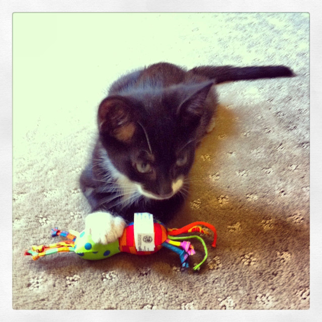 Photo of Sylvester
