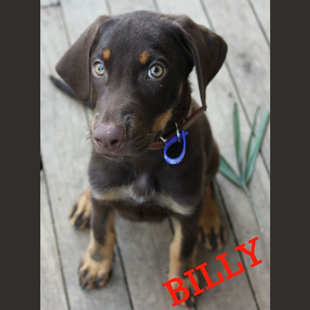 Photo of Billy (On Trial 16/2/13)