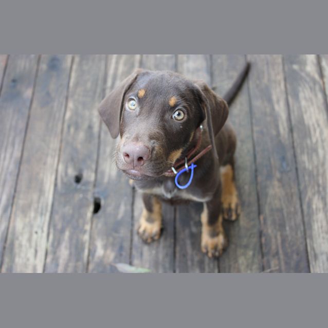 Photo of Billy (On Trial 16/2/13)