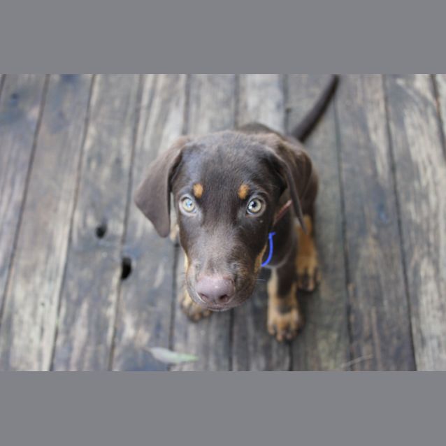 Photo of Billy (On Trial 16/2/13)