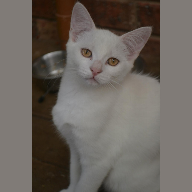 Photo of Casper