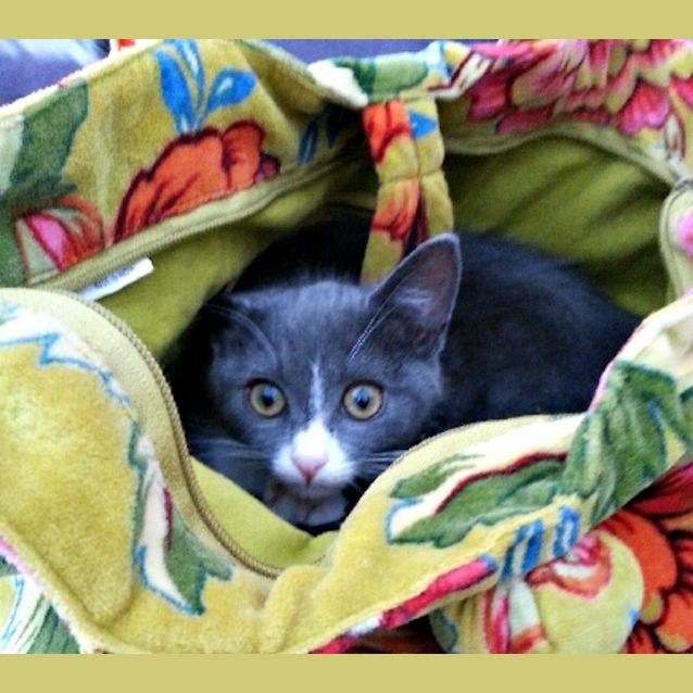 Photo of Violet & Lavender   Special Needs