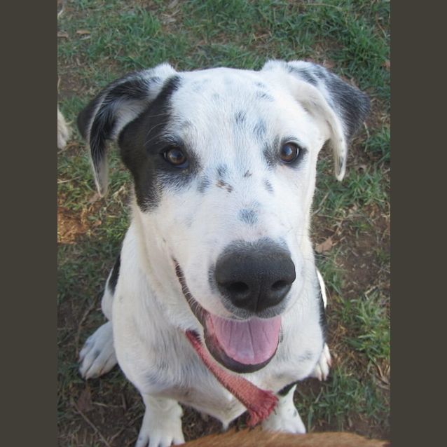 Photo of Jax  ...Adoption Fee Reduced