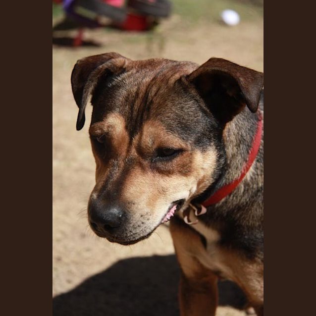 Photo of Captain Just A Great Dog