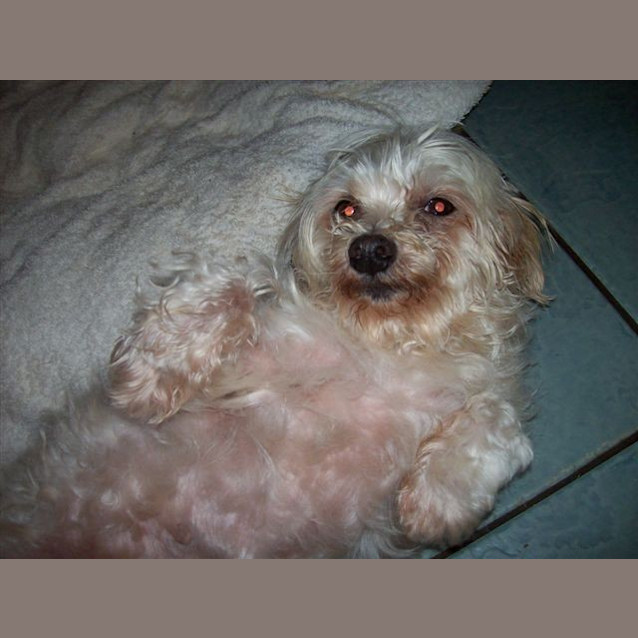 Photo of Priscilla (Foster Or Forever)