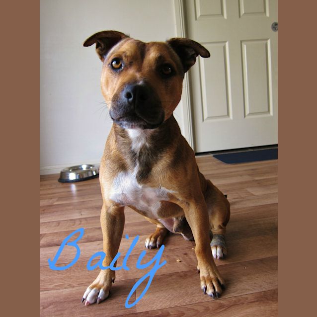 Photo of Baily (On Trial 12/2/13)