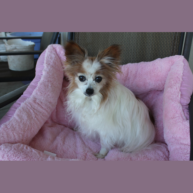 Photo of Princess Chrissi