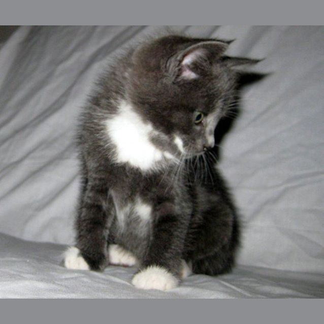 Photo of Ollie