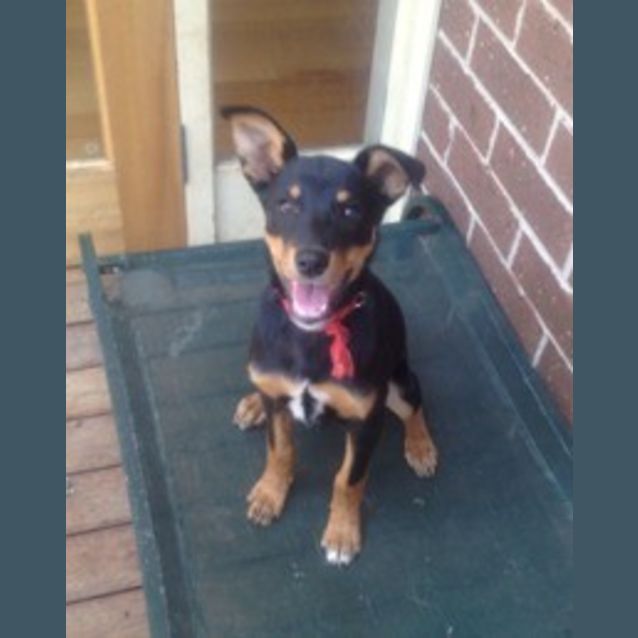 Photo of Tillie
