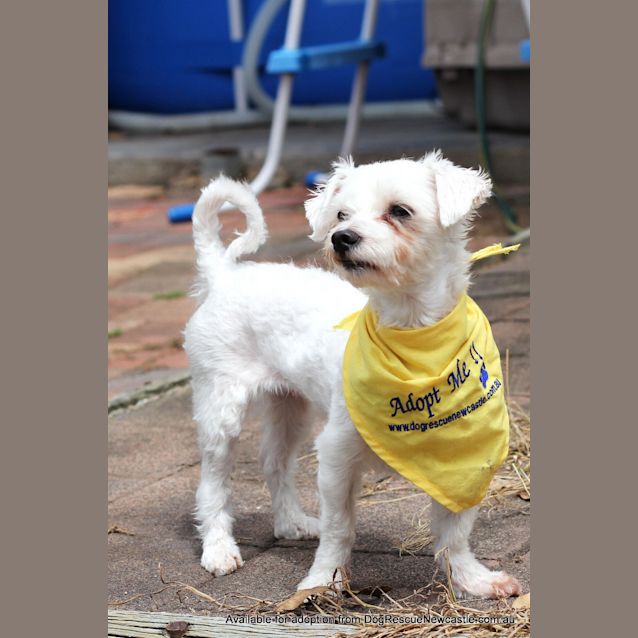Photo of Missy (On Trial 23/2/13)