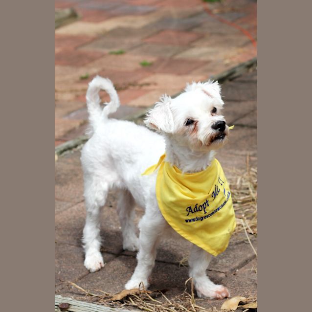 Photo of Missy (On Trial 23/2/13)