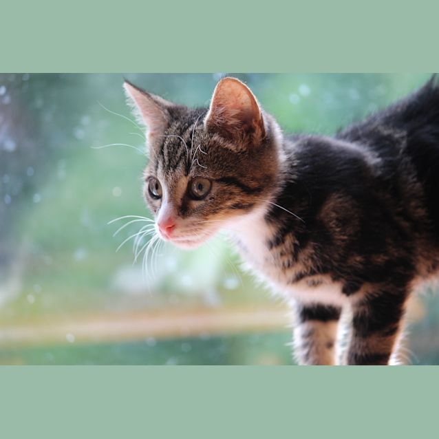 Photo of Pirate