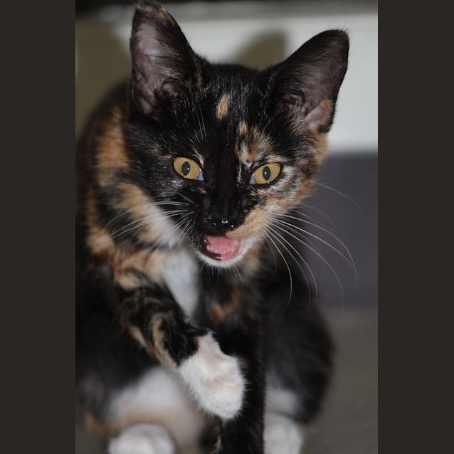 Photo of Sparkles