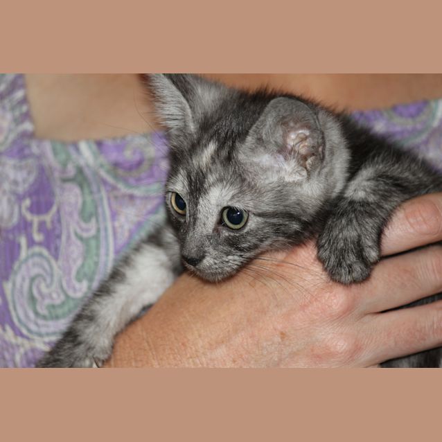 Photo of Raindrop