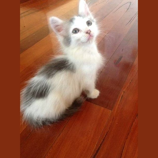 Photo of Louie