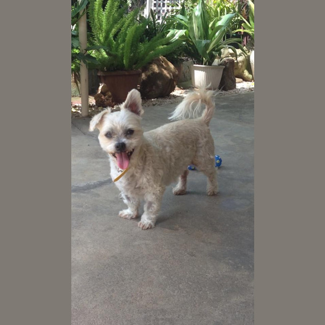 Photo of Toby