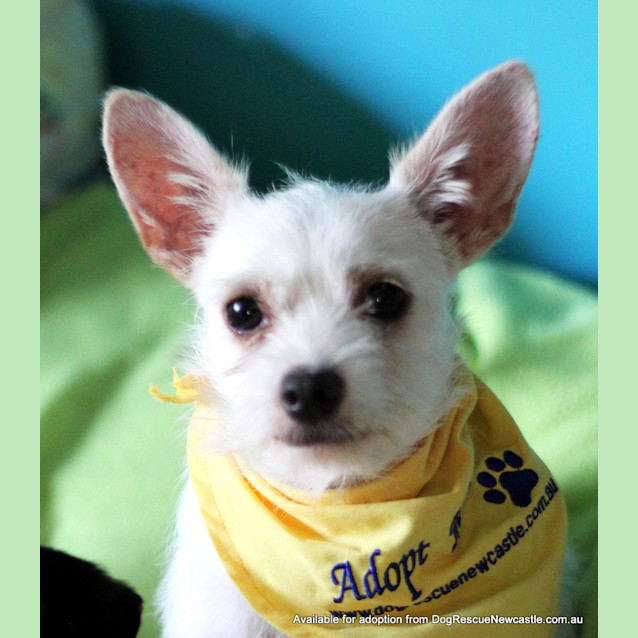Photo of Snowy (On Trial 10/2/13)