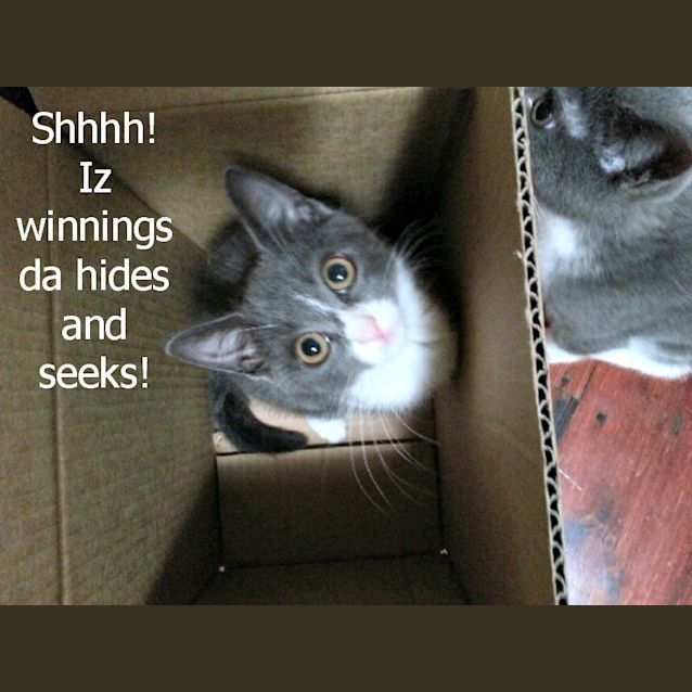 Photo of Violet & Lavender   Special Needs