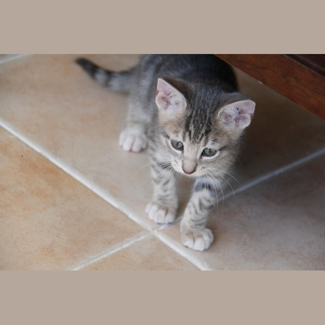 Photo of Thor