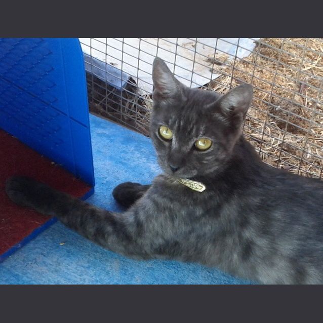 Photo of Pepper ~ F.R.E.E