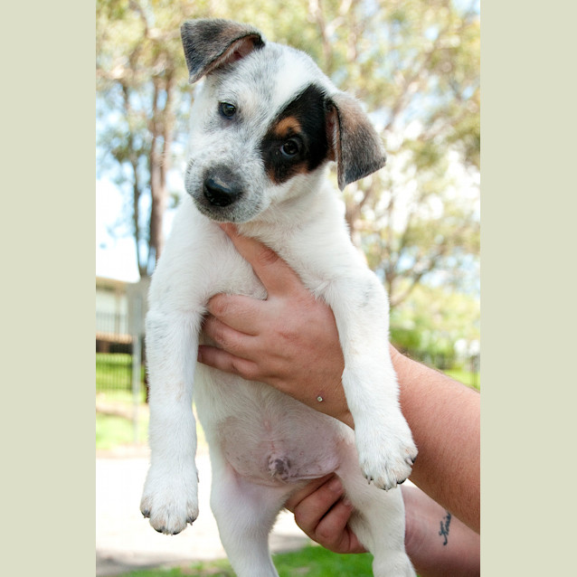 Photo of Marley (On Trial In A New Home 12/2/13)