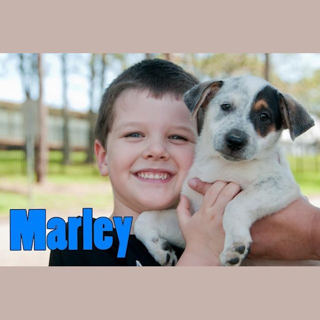 Photo of Marley (On Trial In A New Home 12/2/13)