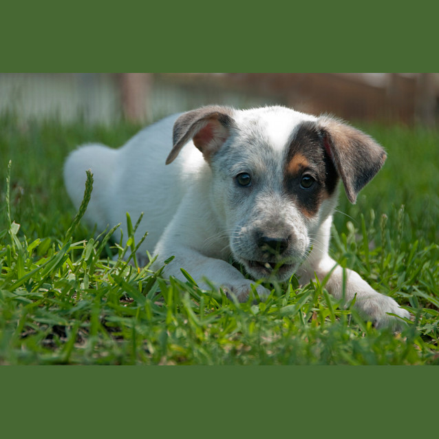 Photo of Marley (On Trial In A New Home 12/2/13)
