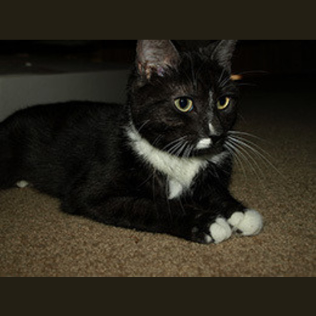 Photo of Ariel