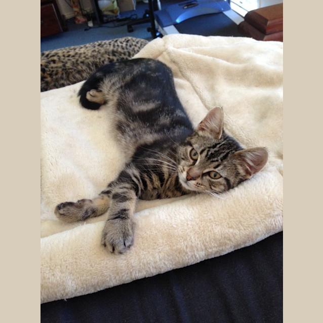 Photo of Chester