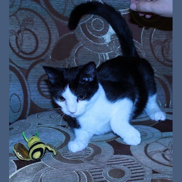 Photo of Arizona * Adoption Day 27/3/2013*