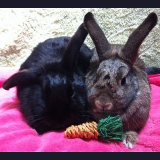 Photo of Thumper & Bambi