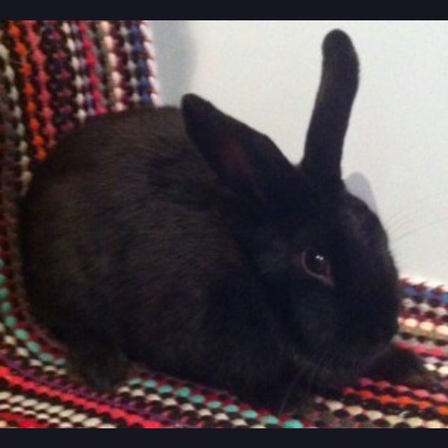 Photo of Charlotte