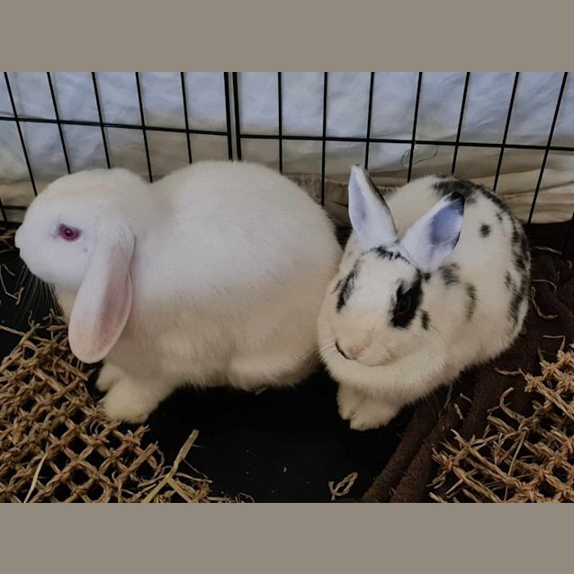 Photo of Miss Honey And Spirit