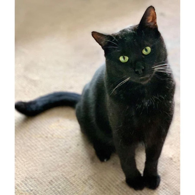 Photo of 4214   Bambi