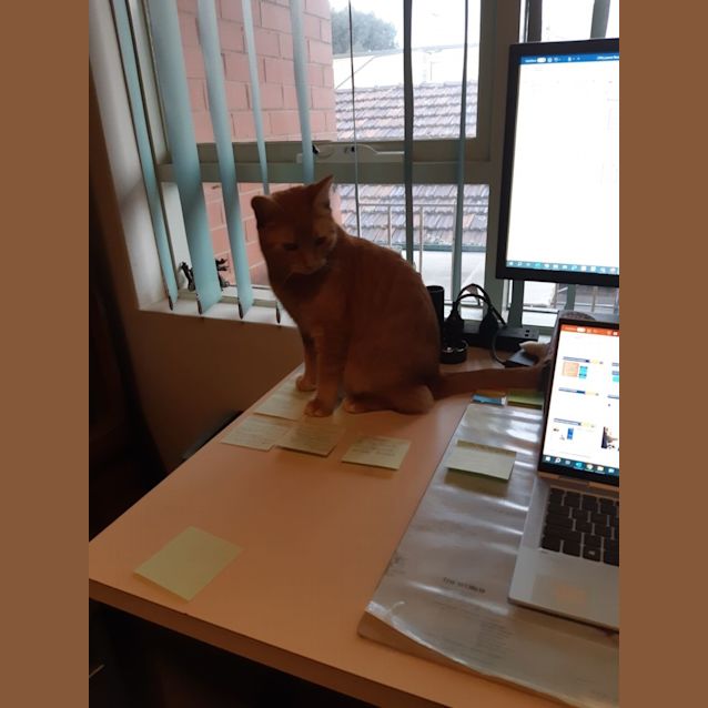 Photo of Nala *9 Lives Project Rescue*