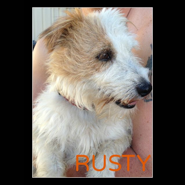 Photo of Rusty (On Trial 12/2/13)