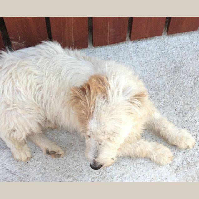 Photo of Rusty (On Trial 12/2/13)