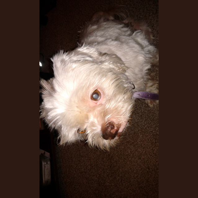 Photo of Misty