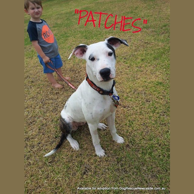 Photo of Patches (On Trial 9/2/13)