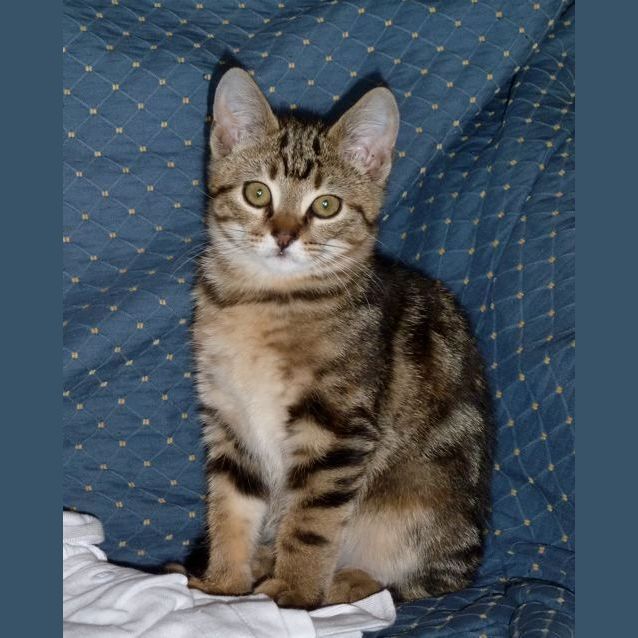 Photo of Serafina