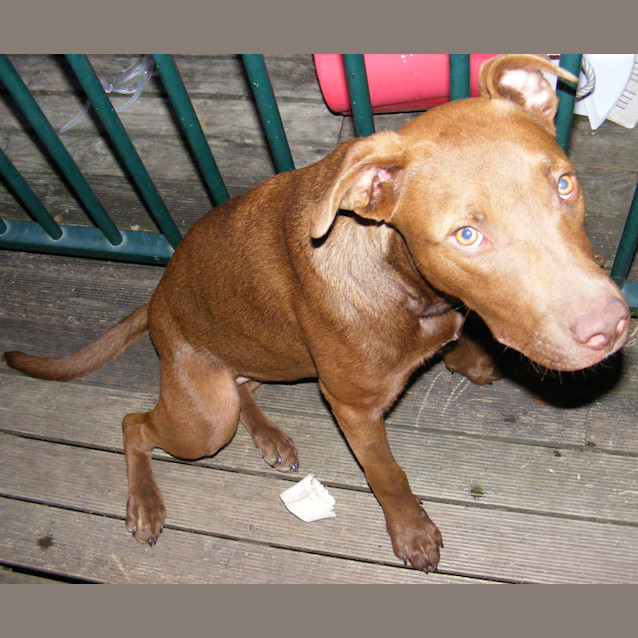Photo of Coco (On Trial 26/2/13)