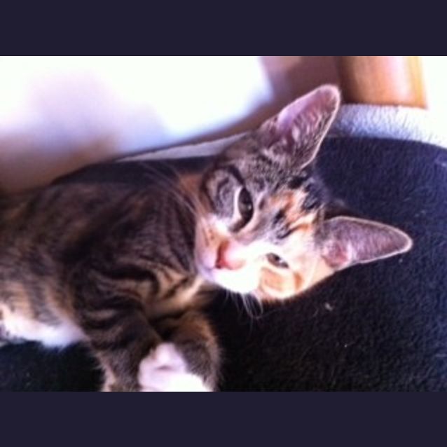 Photo of Phoenix
