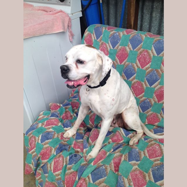 Photo of Gypsy
