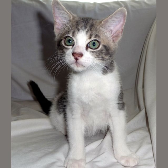 Photo of Kit Kat 1468