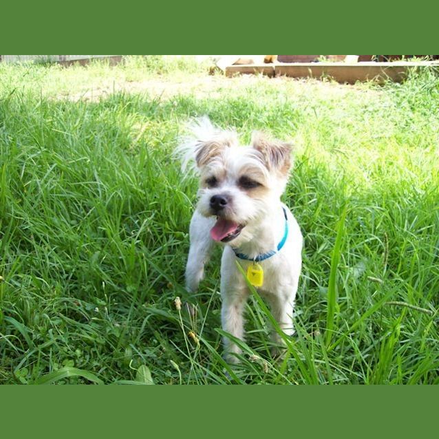 Photo of Alfie