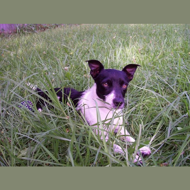 Photo of Spike
