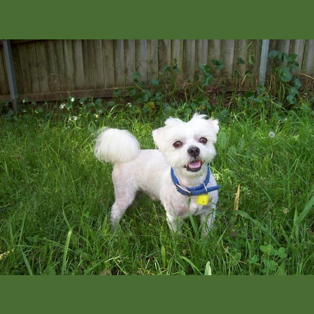 Photo of Thanks Jordy Has A Home