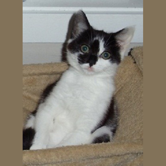 Photo of Pepe *Adoption Day 17/3/2013*