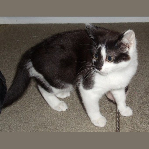 Photo of Pepe *Adoption Day 17/3/2013*