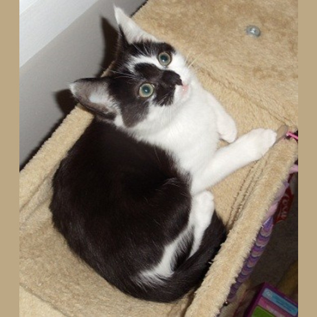 Photo of Pepe *Adoption Day 17/3/2013*